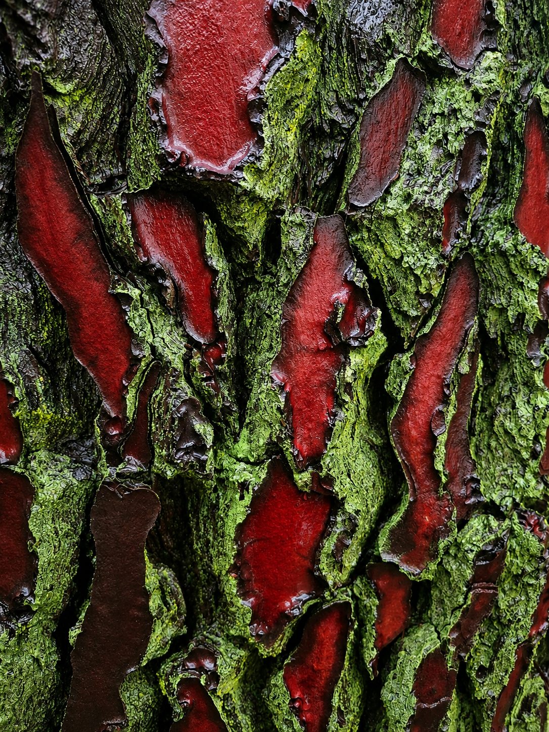 Close detail of red bark and green lichen on an old forest tree
